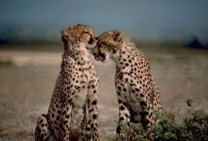 Leopardo en pareja