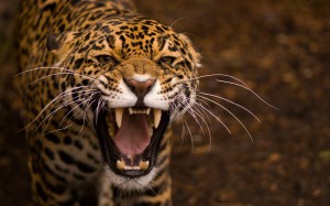 jaguar-wide