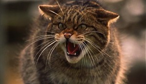 Extincion-en-unos-meses-de-los-gatos-salvajes-escoceses